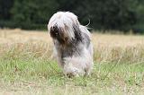 TERRIER DU TIBET 105
